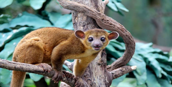 hewan unik di Amazon