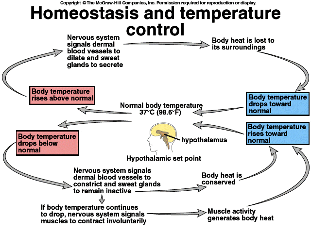 mekanisme kompensasi suhu tubuh