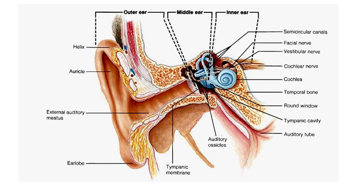 Struktur anatomi telinga