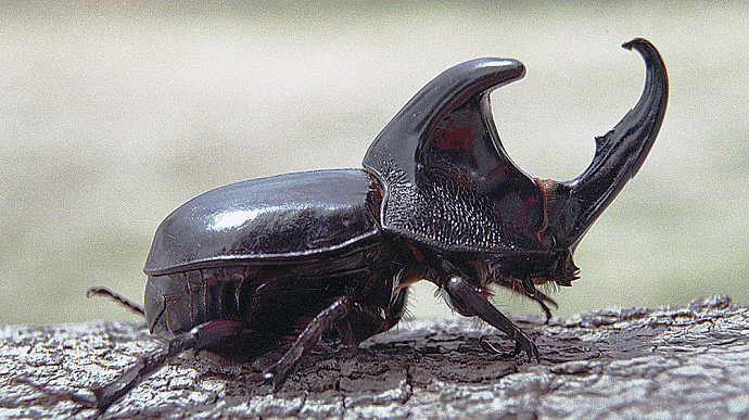 Kumbang Tanduk