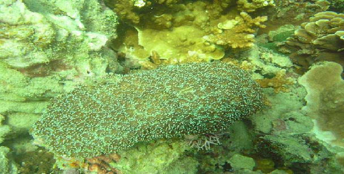 terumbu karang Galaxea Fascicularis