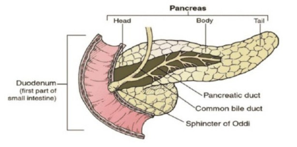 Bagian-bagian Pankreas