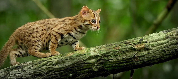 kucing hutan