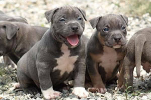 pitbull-puppies