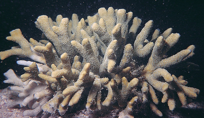 terumbu karang Montipora Aquituberculata