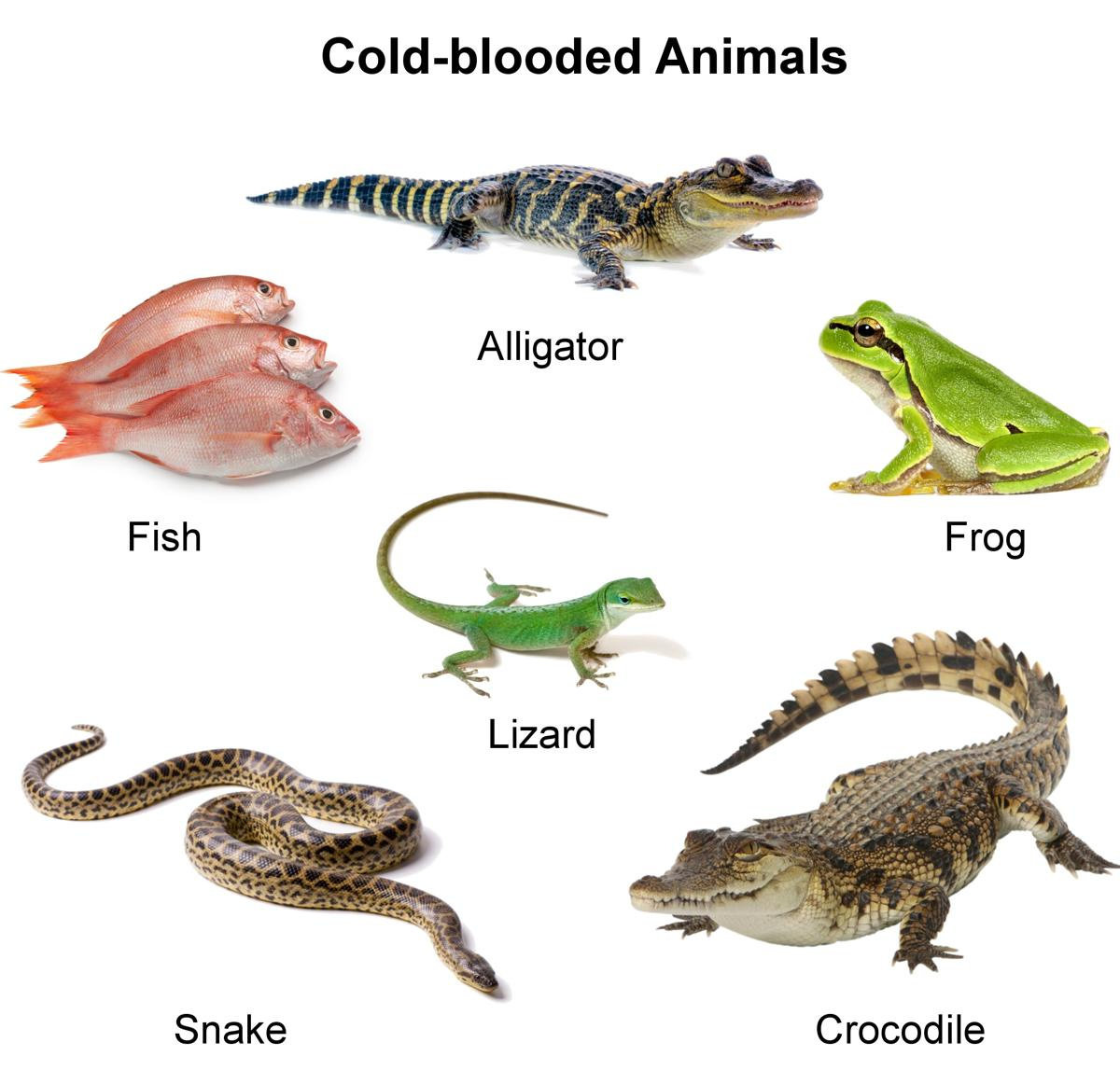 Animales de sangre fría y caliente: diferencias, adaptaciones y supervivencia
