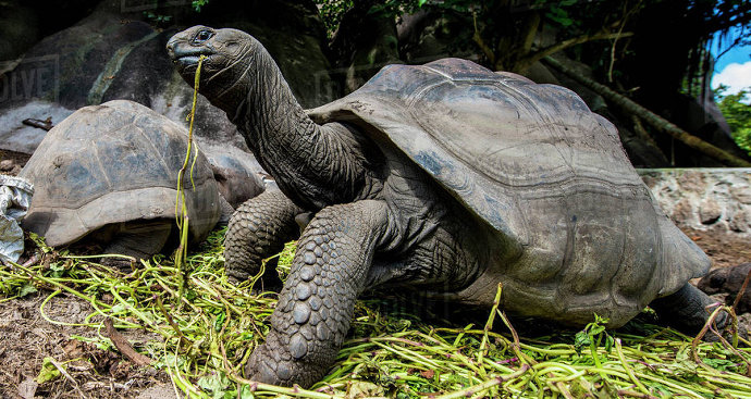 Kura-kura Aldabra
