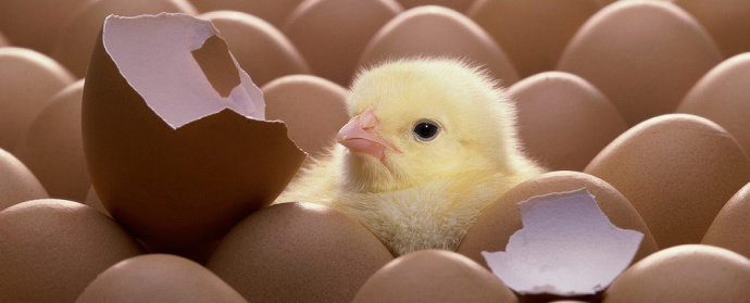Telur ayam menetas