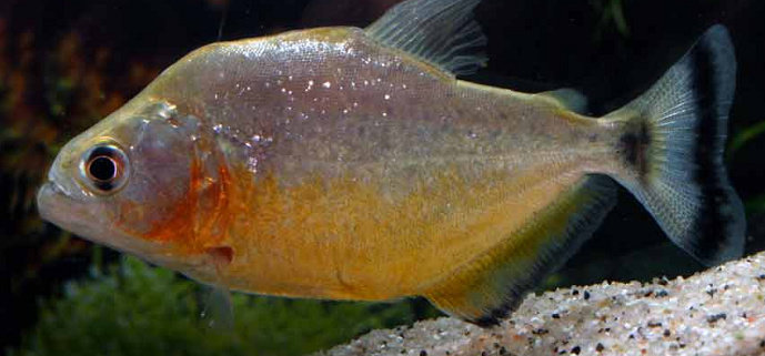 ikan piranha Serrasalmus Spilopleura