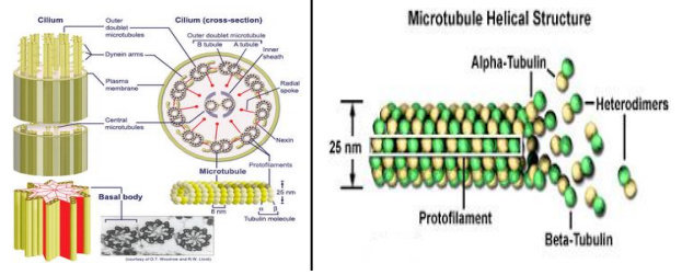 Struktur Mikrotubulus
