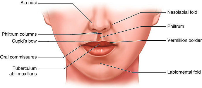 Anatomi Bibir