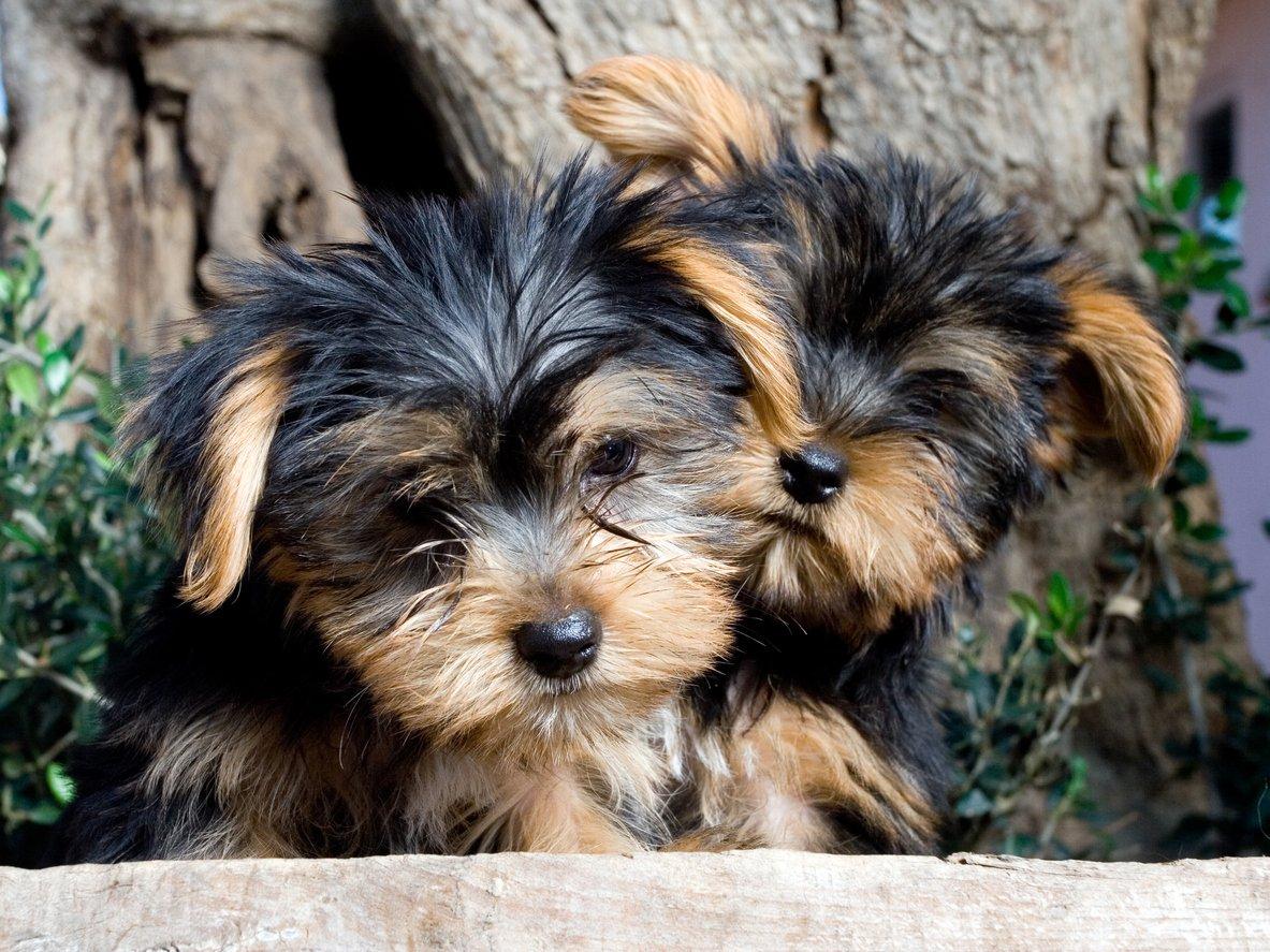 breed-yorkshire-terrier-image-2
