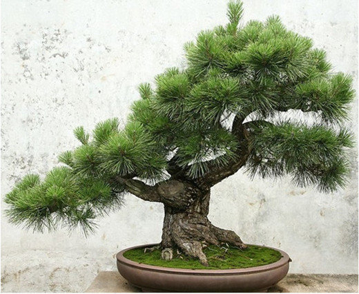 Pinus Bonsai