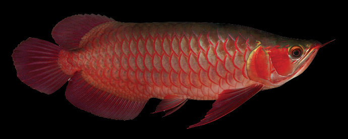 budidaya Ikan Arwana merah