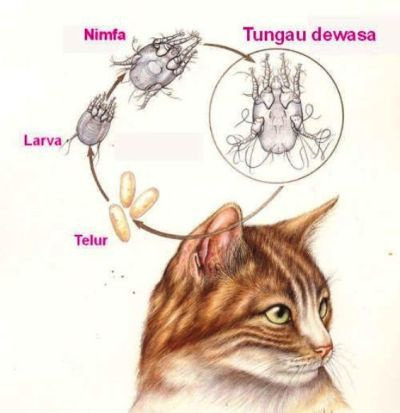 Apa yang anda ketahui tentang penyakit Ear mite pada telinga kucing