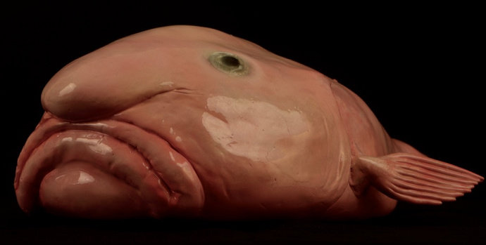 Ikan Blobfish