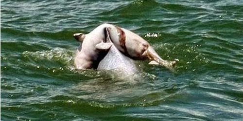 664xauto-ibu-lumba-lumba-gendong-bayinya-yang-telah-mati-150423v