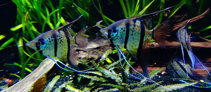 Ikan manfish