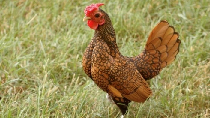 8800 Koleksi Gambar Hewan Peliharaan Ayam Terbaik