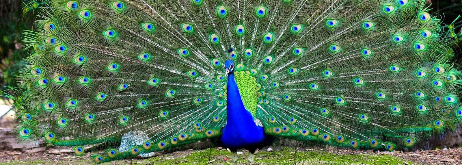 990 Gambar Burung Merak India Terbaik