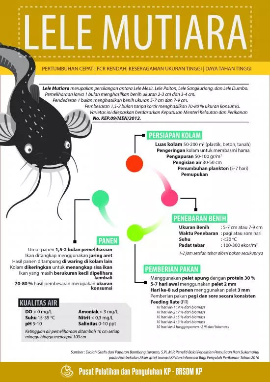 infografis ikan lele mutiara
