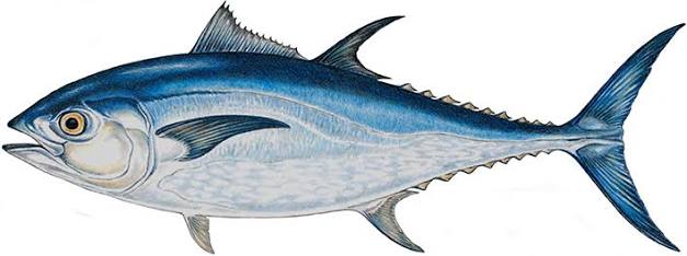 Tuna sirip biru Pasifik
