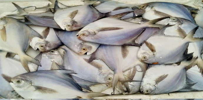 Ikan bawal putih