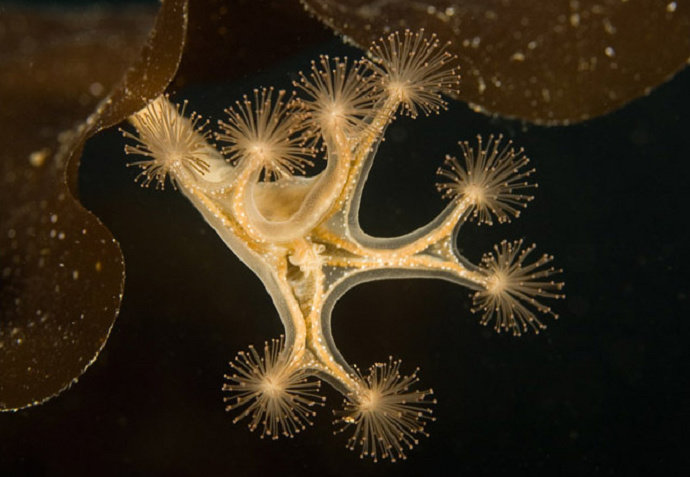 Ubur-ubur Costa Rican Jellyfish atau Stauromedusae