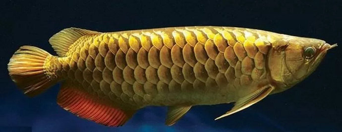 Ikan Arwana Cross Back Golden