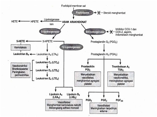 Pembentukan metabolit asam arakidonat dan peranan dalam inflamasi