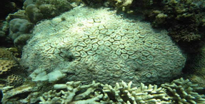 terumbu karang Lobophyllia corymbosa