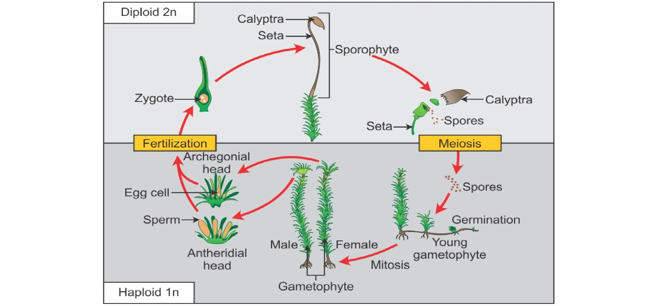 Fase-fase dalam daur hidup bryophyta yang benar adalah
