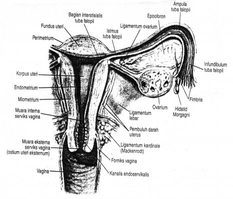 Bagaimana Anatomi dan Fisiologi Sistem Reproduksi Wanita? - Ilmu