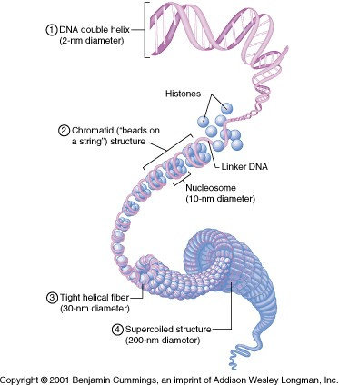 Struktur Genom nDNA