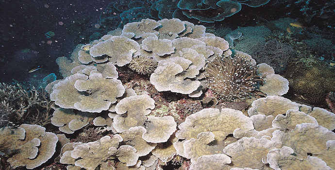 Terumbu karang Oxypora Lacera