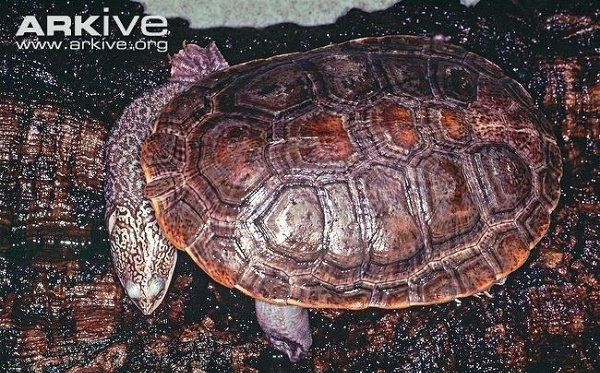 Parker’s snake-necked turtle