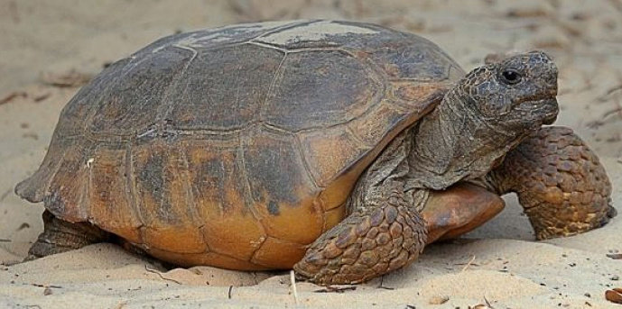 Kura-kura Gopher Tortoise