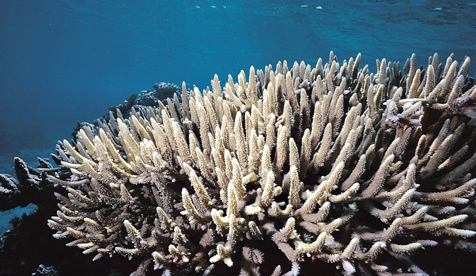 Terumbu karang Acropora Acuminata