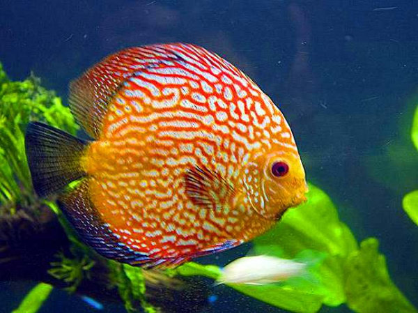 Discus Red Ribbon