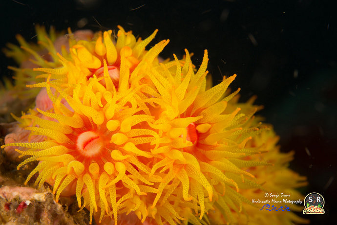Ahermatypic coral