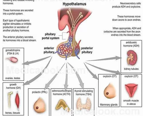 Hormon yang dihasilkan pada Kelenjar Hipofisis