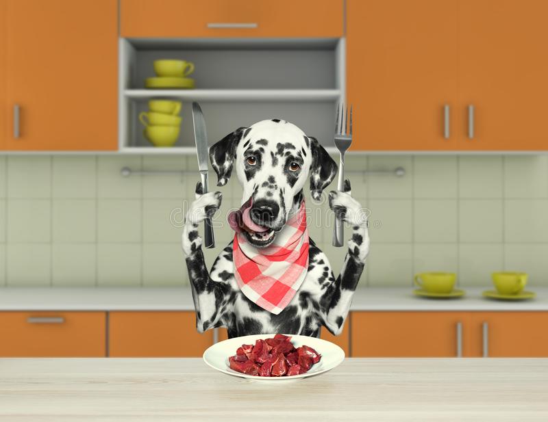 hungry-dalmatian-dog-sitting-table-going-to-eat-meat-hungry-dalmatian-dog-sitting-table-kitchen-going-107373077