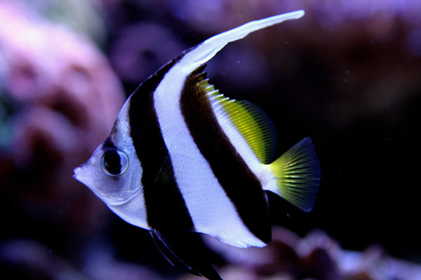 False moorish idol atau Schooling bannerfish (Heniochus diphreutes)
