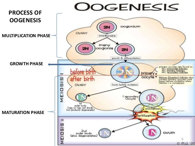 perubahan bio-kimia selama oogenesis