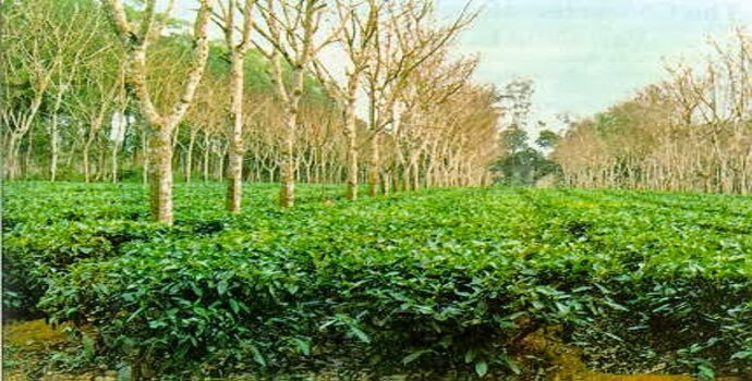 agroforestry di indonesia (2)
