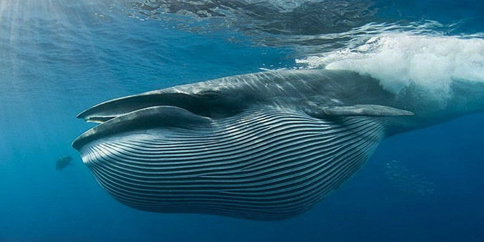 ikan paus Bryde