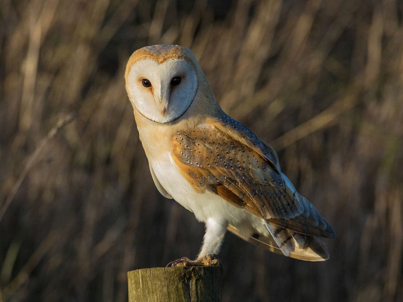 80 Foto Burung Hantu Barn Owl Gratis Terbaik