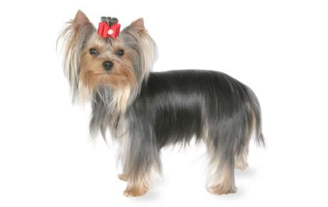 file_23132_yorkshire-terrier-460x290