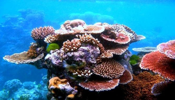 Terumbu karang bisa tumbuh dengan baik jika suhu air laut antara