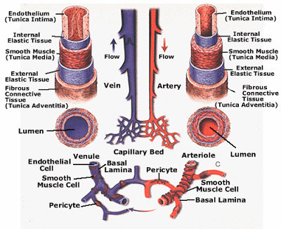 Anatomi Pembuluh darah